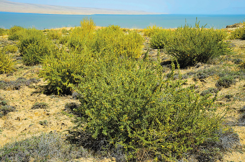 Lemon farming techniques