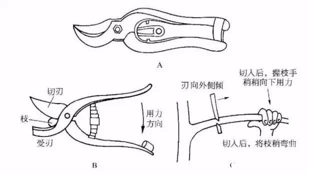 Plantation techniques