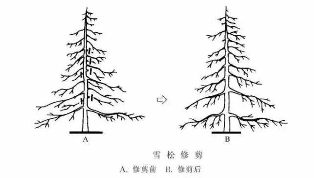 Plantation techniques