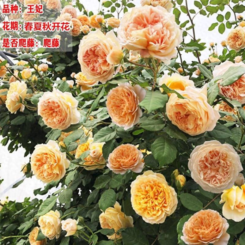 Technologies for mangrove trunking