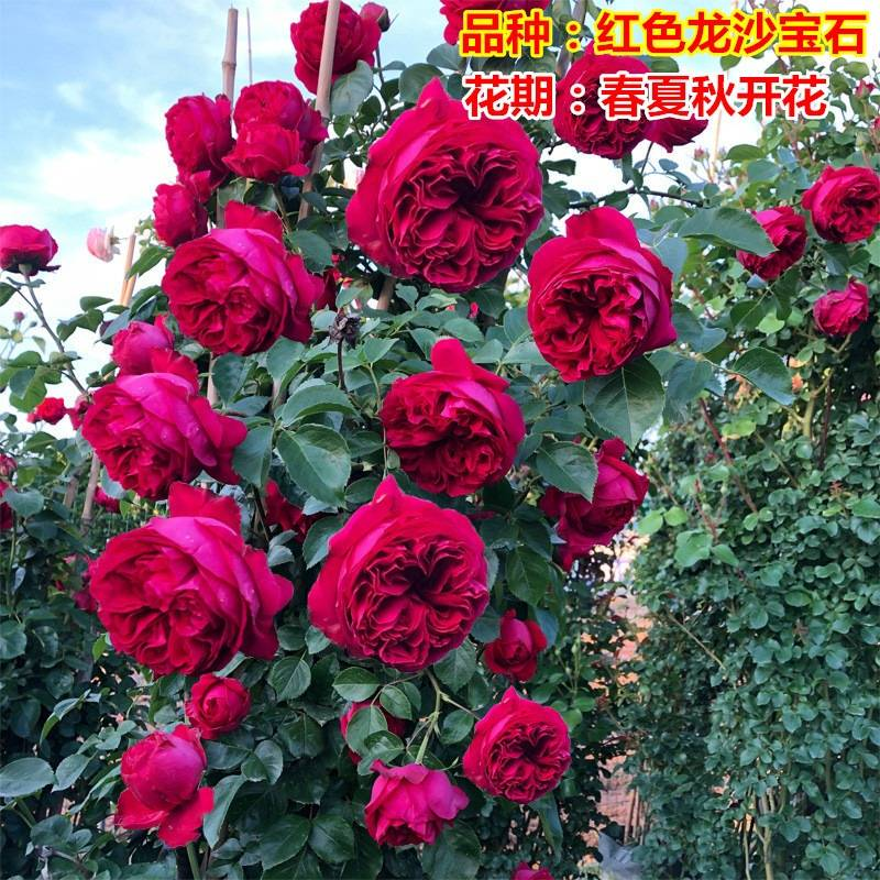 Technologies for mangrove trunking