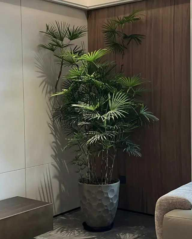 Suitable for indoor plant cultivation