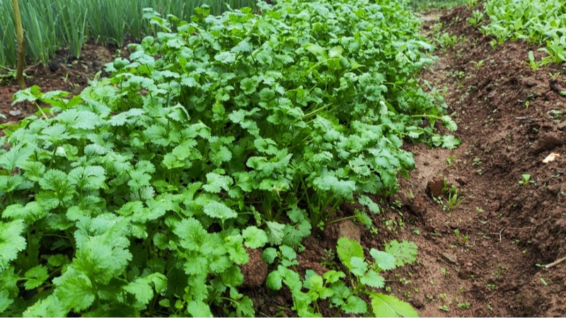 When did you plant garlic in beijing