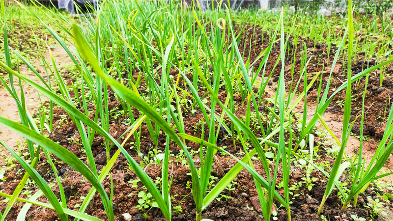 When did you plant garlic in beijing