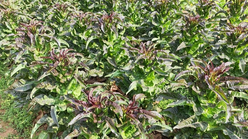 When did you plant garlic in beijing