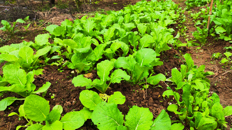 When did you plant garlic in beijing
