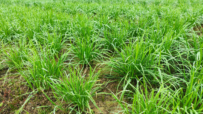 When did you plant garlic in beijing