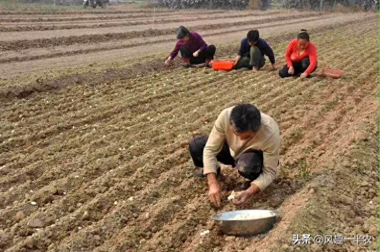 When did you plant garlic in beijing