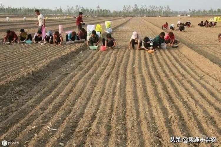 When did you plant garlic in beijing