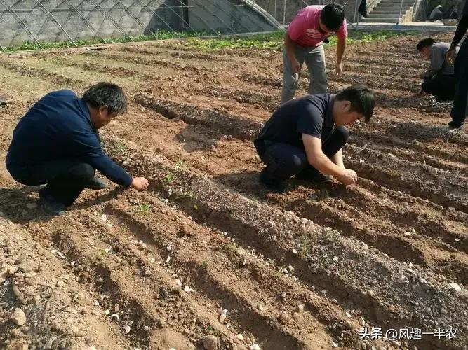 When did you plant garlic in beijing
