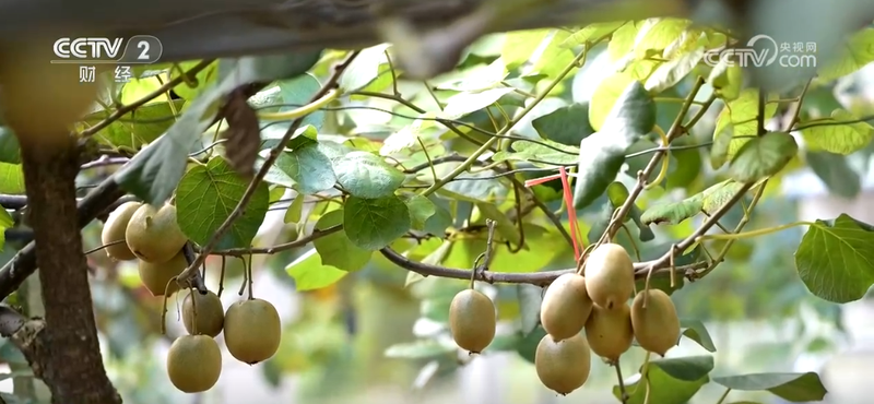 Two seasons of grape cultivation