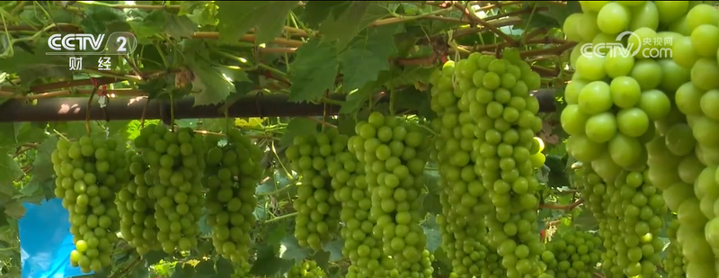 Two seasons of grape cultivation