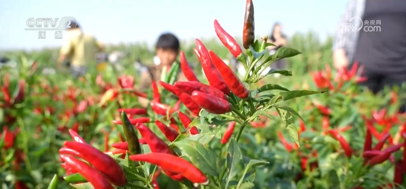 Two seasons of grape cultivation