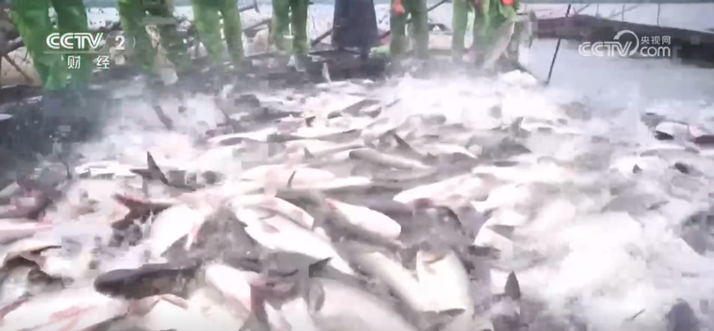 Two seasons of grape cultivation