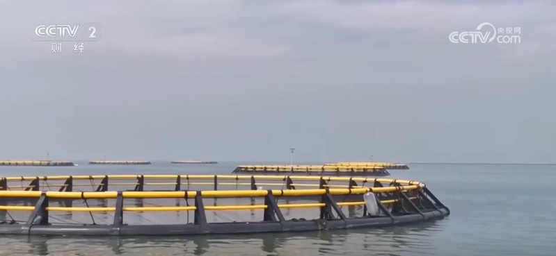 Two seasons of grape cultivation