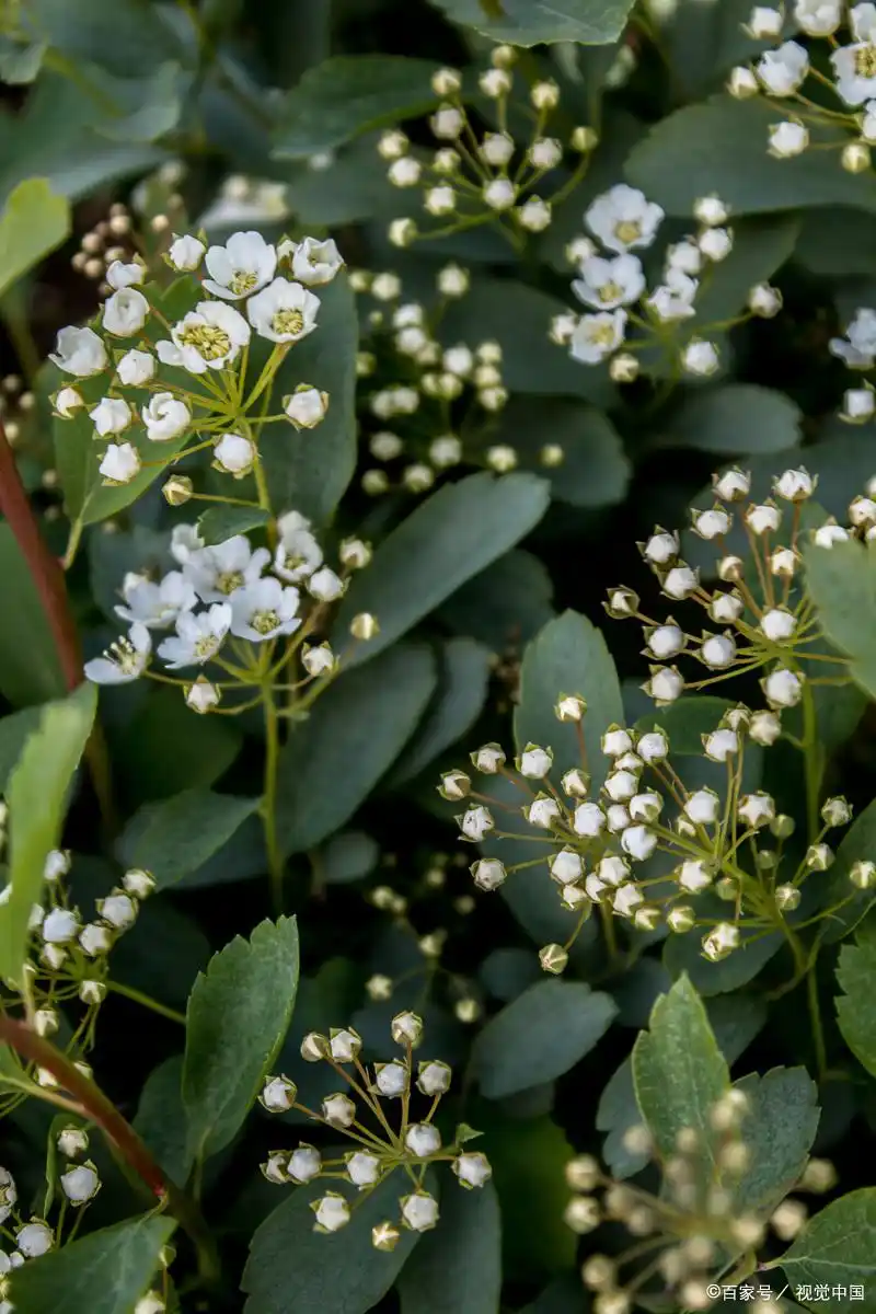 What are the techniques for blueberries