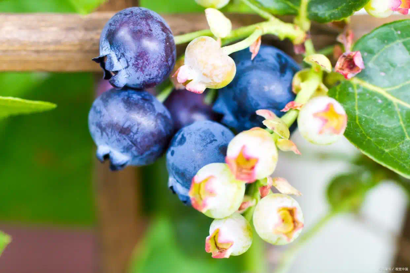 What are the techniques for blueberries