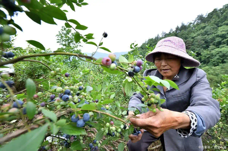 What are the techniques for blueberries