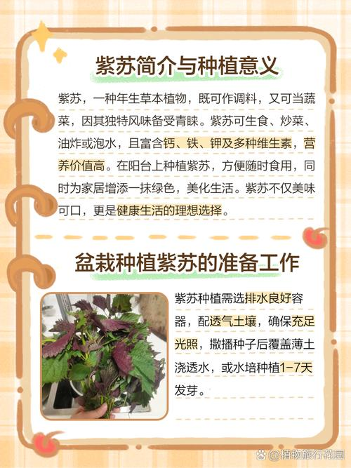 Sudanese grass cultivation technology