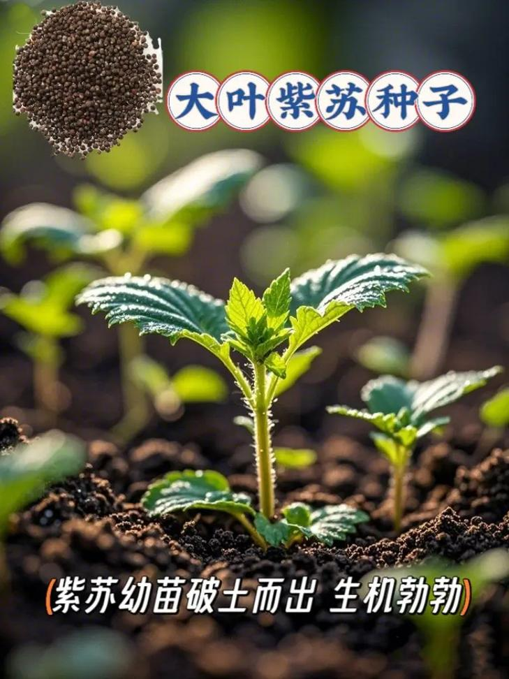 Sudanese grass cultivation technology