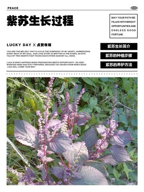 Sudanese grass cultivation technology