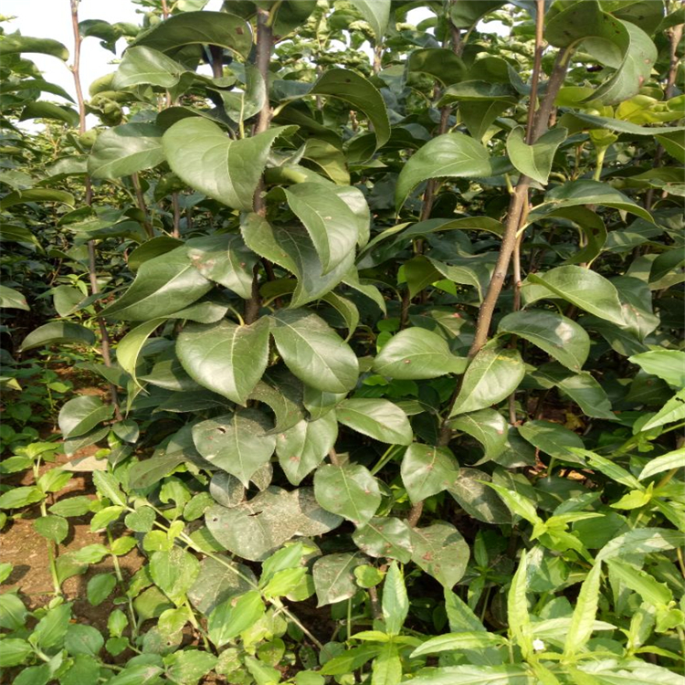 番木瓜种植技术