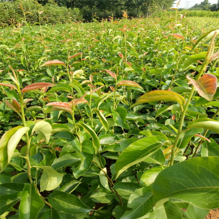 番木瓜种植技术