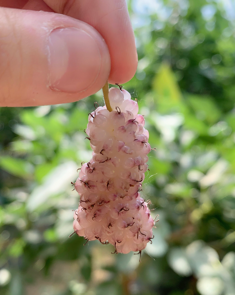 Sampshire planting technology video