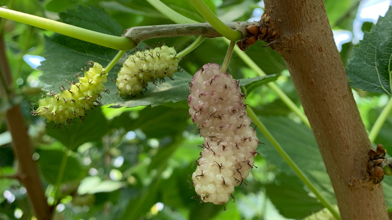 Sampshire planting technology video