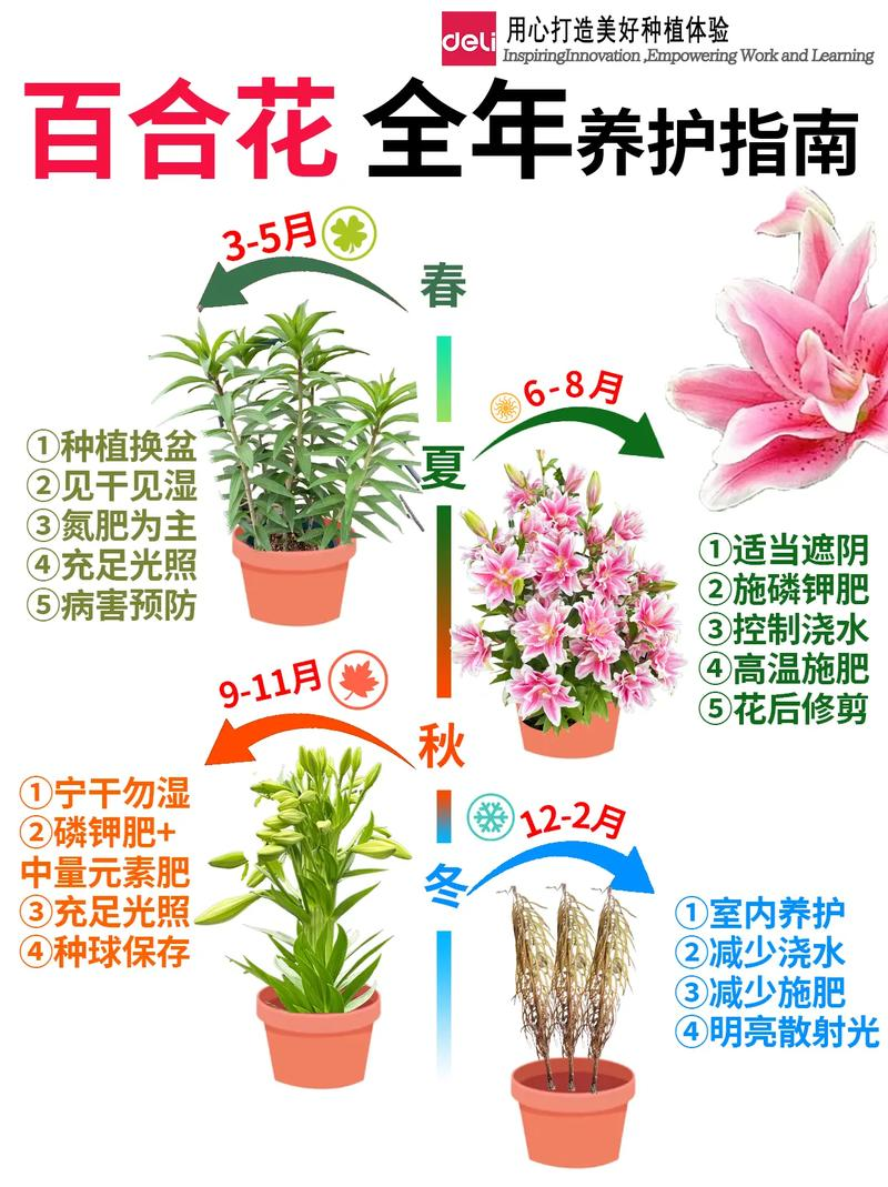 Farming and farming methods of lilies