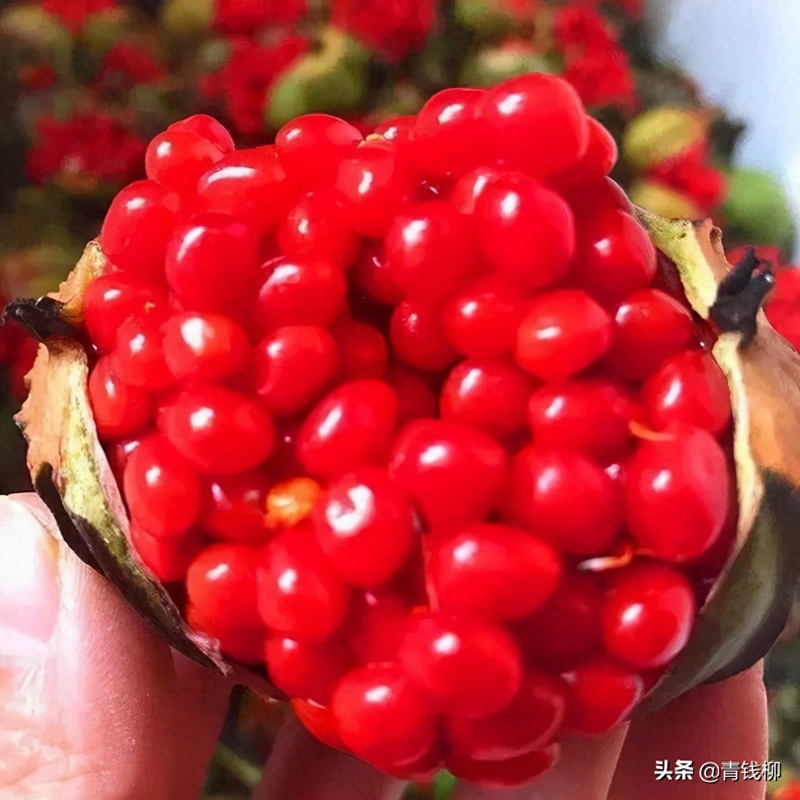 丛生苗木种植技术