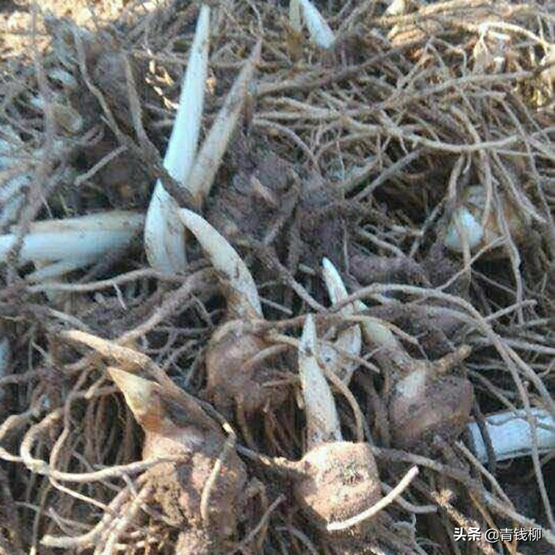 丛生苗木种植技术