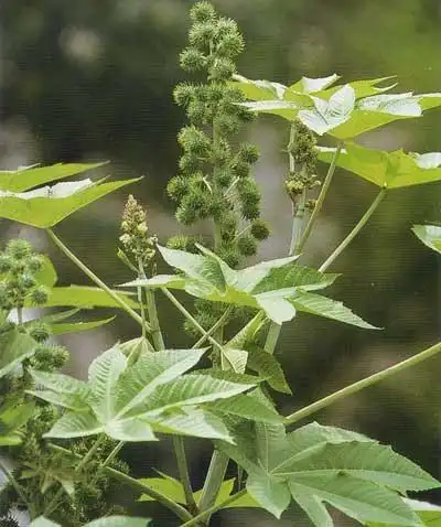 热带蓖麻种植技术