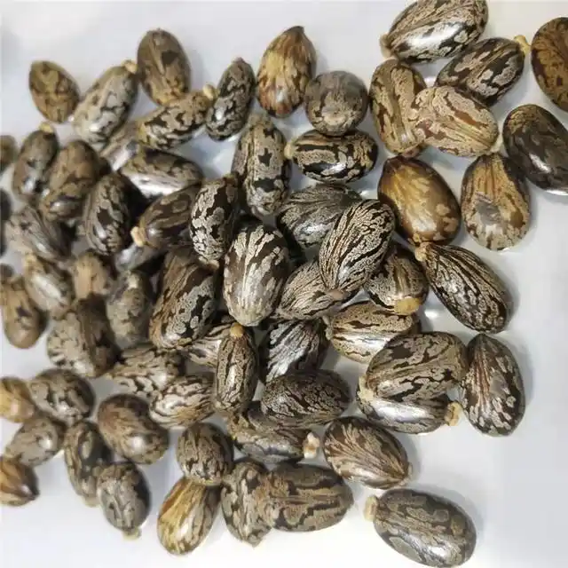 热带蓖麻种植技术