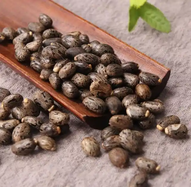 热带蓖麻种植技术