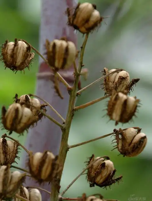 热带蓖麻种植技术