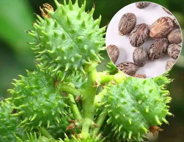 热带蓖麻种植技术