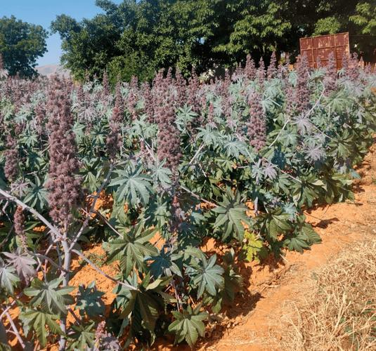 热带蓖麻种植技术