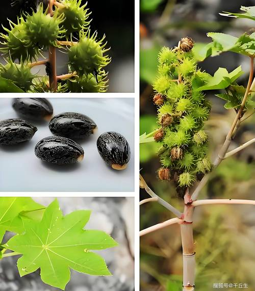 热带蓖麻种植技术