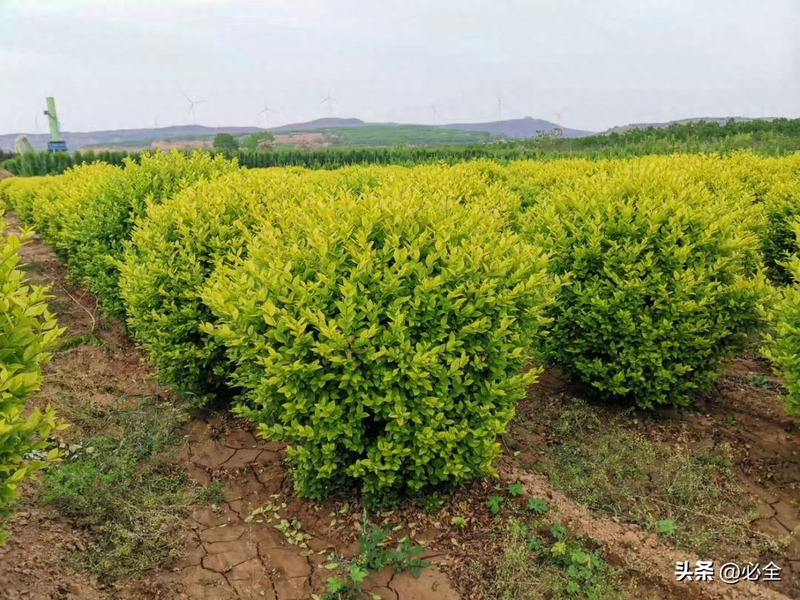 初秋苗木养护有哪些注意事项？