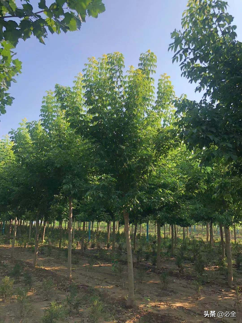 丛生苗木种植技术