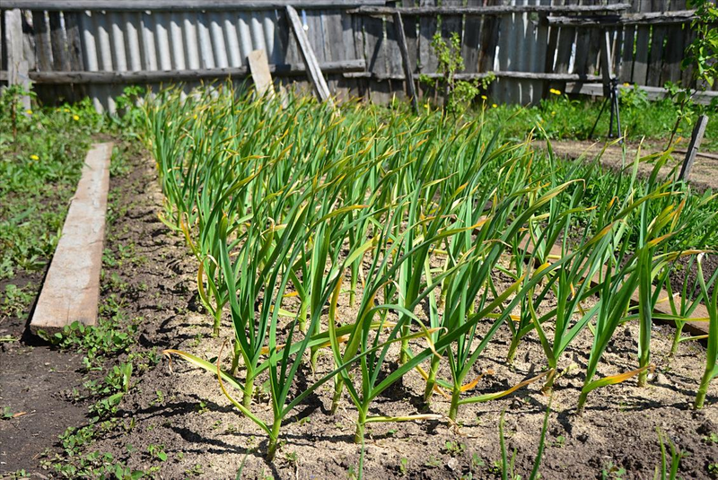 When did you plant garlic in beijing