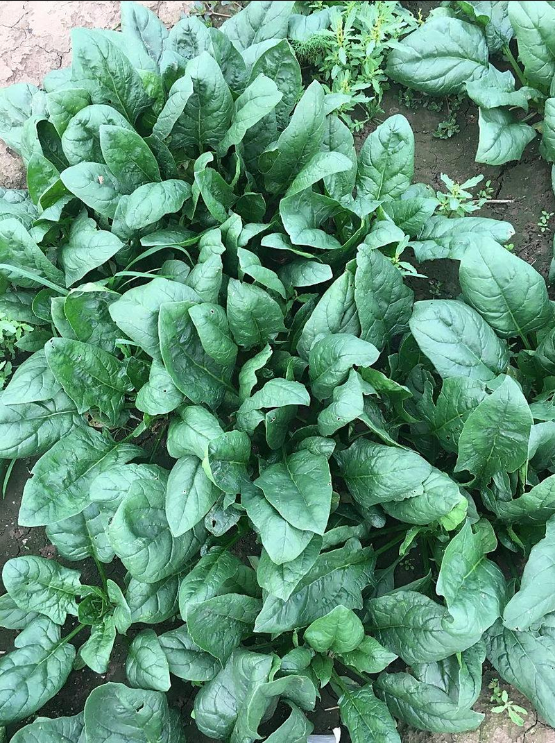 When did you plant garlic in beijing