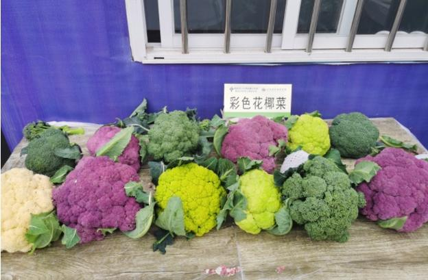 西兰花的种植技术视频