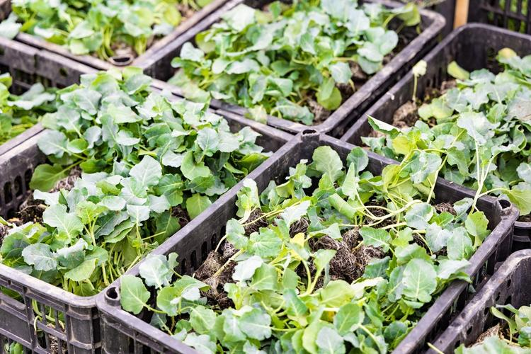 西兰花的种植技术视频