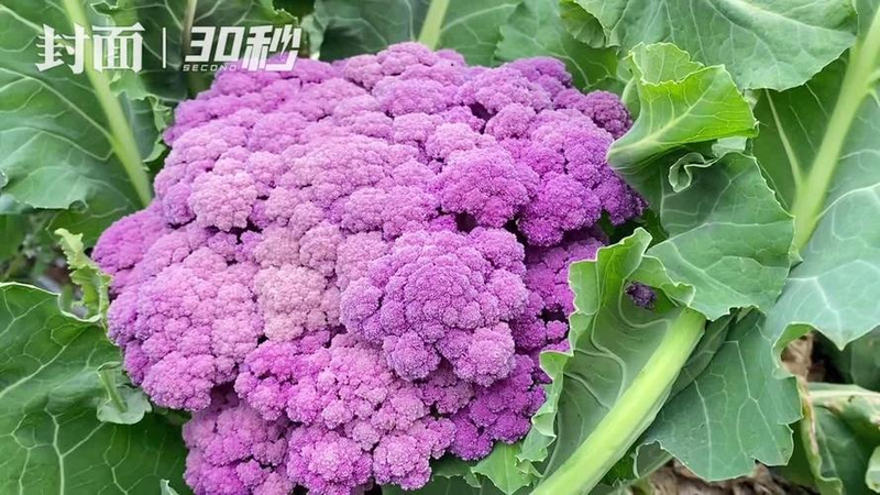 西兰花的种植技术视频