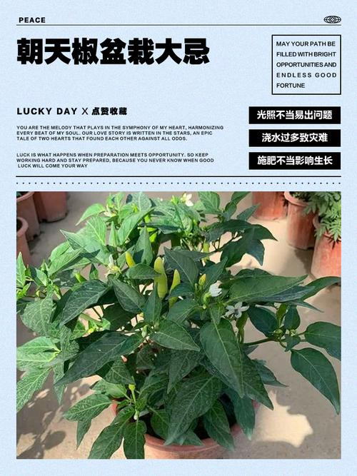 Pirebas cultivation methods