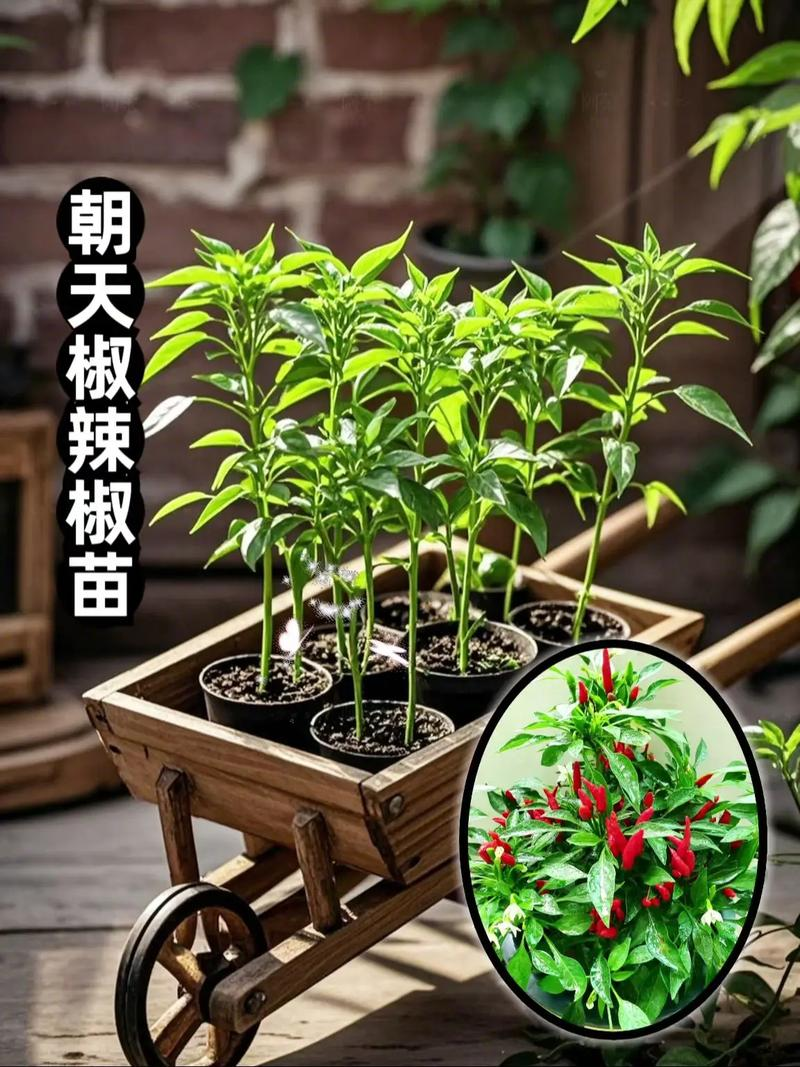 Pirebas cultivation methods