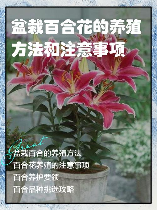 百合花怎么养殖简单