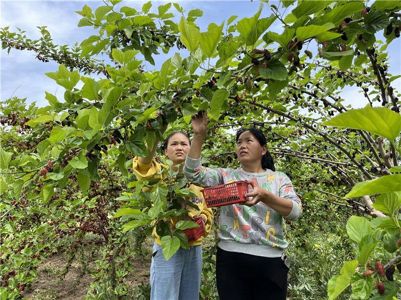 Sampshire planting technology video